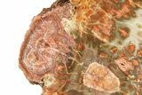 Petrified Wood (Araucaria) Stand-Up With Fungal Rot - Arizona #297297-2